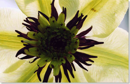 Barbara Manzi-Fe - Clematis Sieboldiana